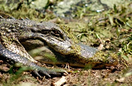 Alligator mississippiensis - American Alligator