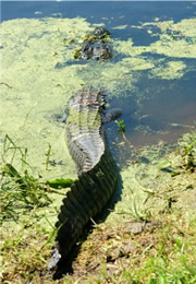 Alligator mississippiensis - American Alligator