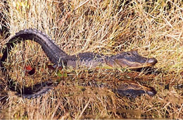 Alligator mississippiensis - American Alligator