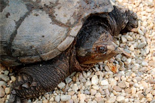 snapping turtle