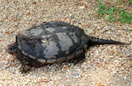 snapping turtle