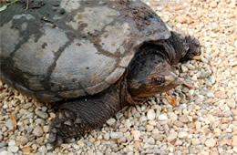 snapping turtle