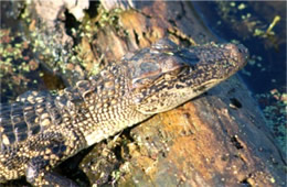 Alligator mississippiensis - American Alligator Juvenile