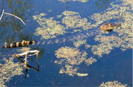 Alligator mississippiensis - American Alligator Juvenile