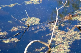 Alligator mississippiensis - American Alligator Juvenile