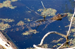 Alligator mississippiensis - American Alligator Juvenile