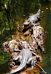 Alligator mississippiensis - American Alligator