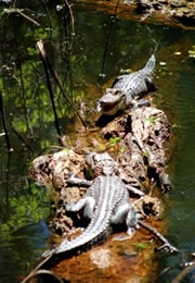 Alligator mississippiensis - American Alligator