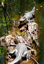 Alligator mississippiensis - American Alligator