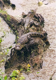 Alligator mississippiensis - American Alligator Juveniles