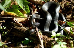 Coluber constrictor - Eastern Black Racer