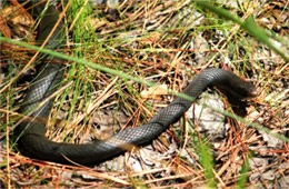 Coluber constrictor - Eastern Black Racer