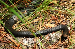 Coluber constrictor - Eastern Black Racer