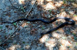 Elaphe obsoleta - Black Rat Snake