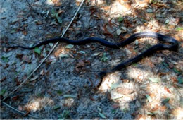 Elaphe obsoleta - Black Rat Snake