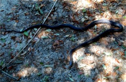 Elaphe obsoleta - Black Rat Snake