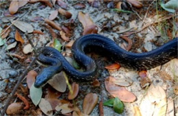 Elaphe obsoleta - Black Rat Snake