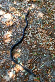 Elaphe obsoleta - Black Rat Snake