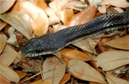 Elaphe obsoleta - Black Rat Snake