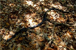 Elaphe obsoleta - Black Rat Snake
