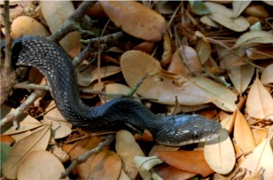Elaphe obsoleta - Black Rat Snake