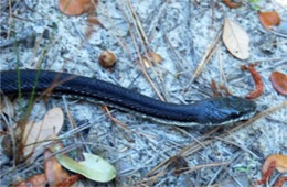 Elaphe obsoleta - Black Rat Snake