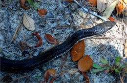 Elaphe obsoleta - Black Rat Snake