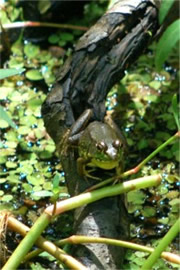 Rana clamitans clamitans - Bronze Frog