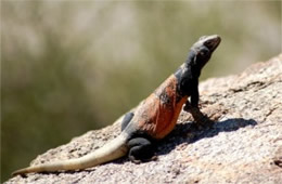 Sauromalus ater - Chuckwalla