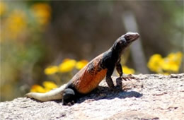 Sauromalus ater - Chuckwalla