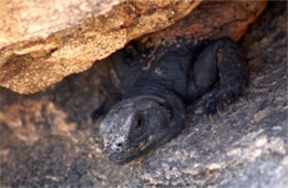 Sauromalus ater - Chuckwalla