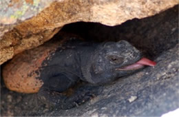 Sauromalus ater - Chuckwalla