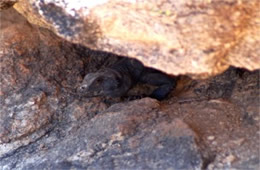 Sauromalus ater - Chuckwalla