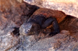 Sauromalus ater - Chuckwalla