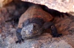 Sauromalus ater - Chuckwalla