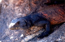 Sauromalus ater - Chuckwalla