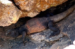 Sauromalus ater - Chuckwalla