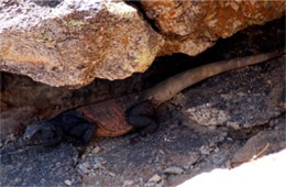 Sauromalus ater - Chuckwalla