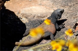 Sauromalus ater - Chuckwalla