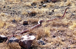 Coluber flagellum - Coachwhip