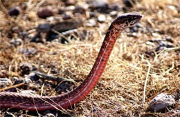 Coluber flagellum - Coachwhip