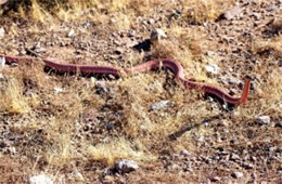 Coluber flagellum - Coachwhip