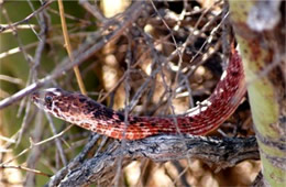 Coluber flagellum - Coachwhip