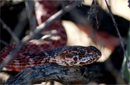 Coluber flagellum - Coachwhip