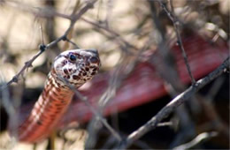 Coluber flagellum - Coachwhip