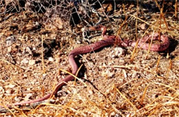 Coluber flagellum - Coachwhip