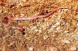 Coluber flagellum - Coachwhip