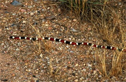 Micruroides euryxanthus - Sonoran Coral Snake