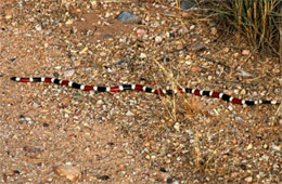 Micruroides euryxanthus - Sonoran Coral Snake