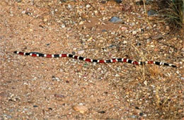 Micruroides euryxanthus - Sonoran Coral Snake